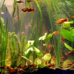 Fish Tank
