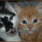 Cats