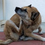 Dog Allergies