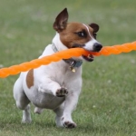 Top Dog Parks Located in the Central United States