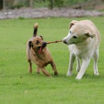 Dog Park Etiquette
