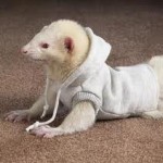 Ferret Clothes