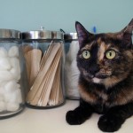 Hyperthyroid Cat