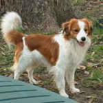 Kooiker Hound
