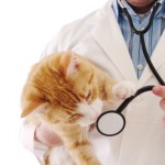 Pet Insurance