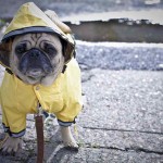 Pet Safety