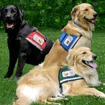 Service Dogs
