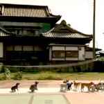 13 Dogs Break World Record