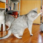 Cat Tricks