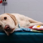 Dog Blood Donor