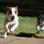 Dogs Running