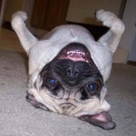 Easy Going Dogs