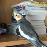 Josie the Cockatiel