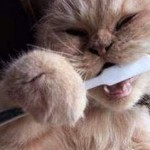 Pet Dental Health