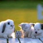 Pet Sitting