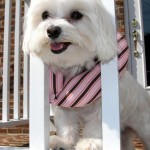 Puppy Bumper