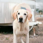 Results Are In: Long Term Health Impacts of Search and Rescue Dogs From 9/11