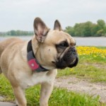 Tagg Pet Tracker