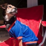 Tailgating Dog