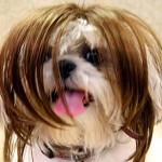 Wig on Dog