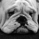 Bull Dog