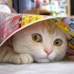 Cats Have Bad Days Too, Funny Photos With a Storyline
