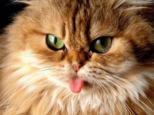 Cat with Tongue Out