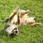Tips and Tricks to Train Older Dogs