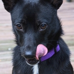 Best Dog Treats To Use For Training