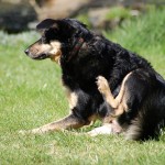 Dog with Fleas