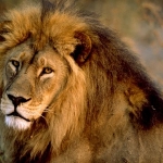 Why Exotic Pet Laws Should be Strengthened