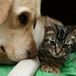 Pets Able to Get Vaccines at Walgreens