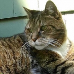 Benefits of Adopting Senior Cats