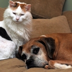 Seniors Helping Senior Pets On “Make A Difference Day”