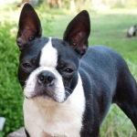 Top 5 Small Non-Shedding Dog Breeds