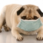 Is Your Dog at Risk for Getting the Flu?