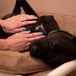 New Pet Hotel Built for Convenience of Traveling Owners