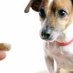 Pet Food Being Tested by FDA for Salmonella