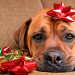 3 Ways to Save Money When Stuffing Pet Stockings This Year