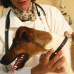 10 Signs and Symptoms of Cancer in Dogs and Cats