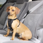 Experts Say to Buckle Your Pet in the Car