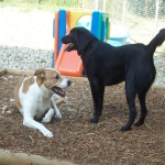 Tips to Choose the Best Pet Boarding Kennel
