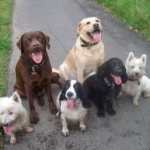 How to Ensure You Get the Best Dog for Your Lifestyle