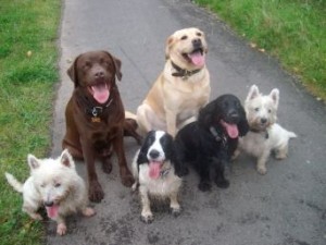 Group of Dogs