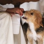 How to Prevent and Handle Pet Emergencies During the Thanksgiving Holiday