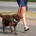 Study Finds Dogs are More Aggressive When Walked by a Man