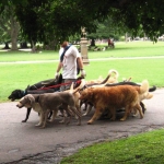 San Francisco To Require Dog Walker Licensing