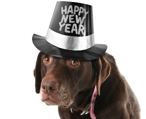 newyearsdog