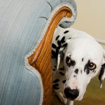 Tips For Calming an Anxious Pet