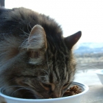 Should You Give Your Cat Dry Food or Wet Food?
